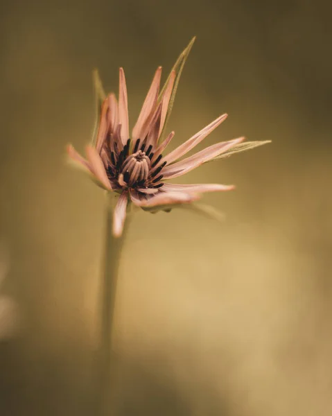 Ένα Κοντινό Πλάνο Ενός Μικρού Μοβ Λουλουδιού Θολό Φόντο — Φωτογραφία Αρχείου
