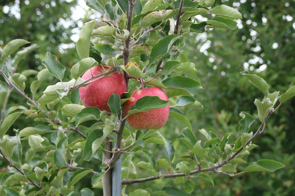 Las Manzanas Rojas Maduras Una Rama Árbol Huerto —  Fotos de Stock