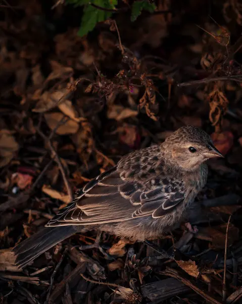 Plan Vertical Petit Oiseau Sol Avec Petites Branches Des Feuilles — Photo