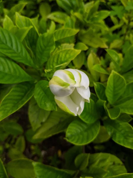 Makro Ujęcie Naturalnego Wglądu Pięknego Białego Kwiatu Kwitnącego Ogrodzie Sunlight — Zdjęcie stockowe