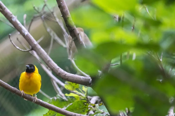 Pequeno Oriole Baltimore Pousando Árvore Natureza — Fotografia de Stock