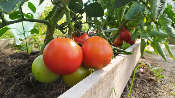 Close Ramo Com Tomates Verdes Maduros Crescendo Jardim — Fotografia de Stock