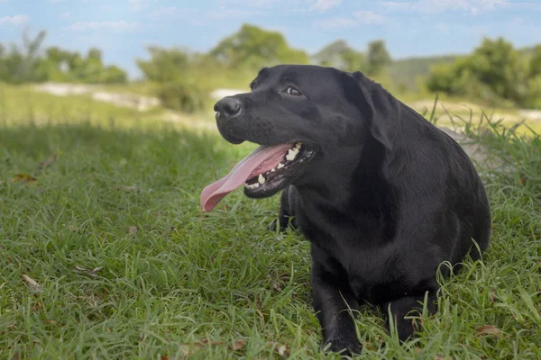 Adorabile Labrador Retriever Nero Una Prateria — Foto Stock