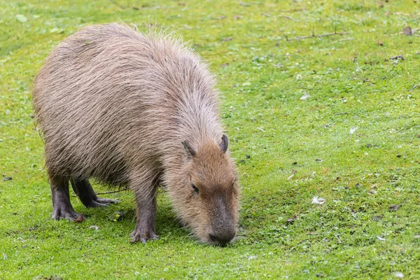 Peludo Marrom Grande Capivara Pastando Campo Gramado Zoológico — Fotografia de Stock