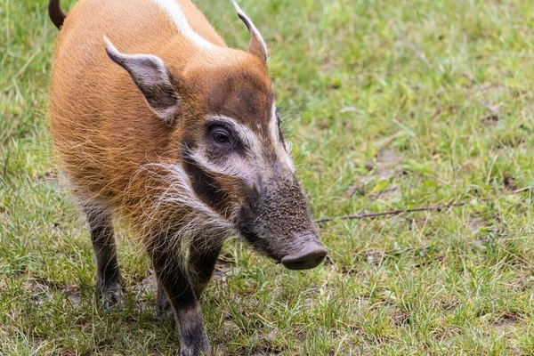 Gran Cerdo Rojo Campo Herboso Del Zoológico —  Fotos de Stock