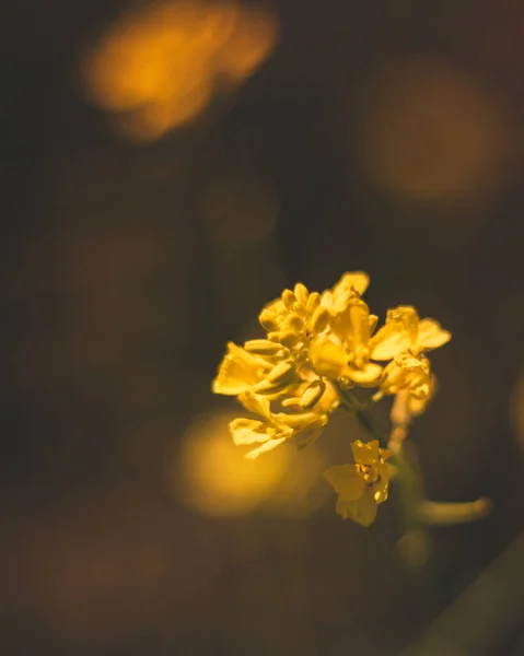 Vertikal Bild Liten Gul Blomma Med Suddig Bakgrund — Stockfoto