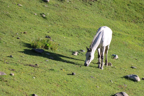 Ένα Άσπρο Άλογο Που Βόσκει Γρασίδι Μια Ηλιόλουστη Μέρα — Φωτογραφία Αρχείου