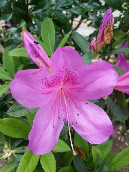 Ett Selektivt Fokus Tibouchin Blomma Grön Bakgrund — Stockfoto