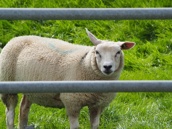 Samotne Owce Wypasane Użytkach Rolnych Ameland Niderlandach — Zdjęcie stockowe