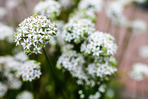 Primer Plano Las Pequeñas Flores Blancas Florecidas Jardín —  Fotos de Stock