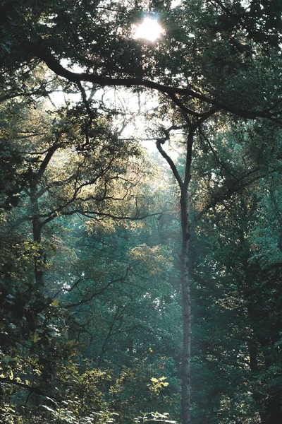 Plan Vertical Arbres Hauts Sous Soleil — Photo