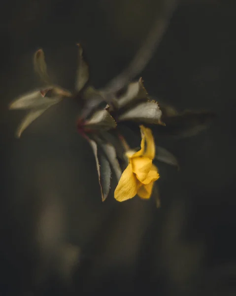 背景がぼやけている小さな黄色の花とその葉のマクロショット — ストック写真