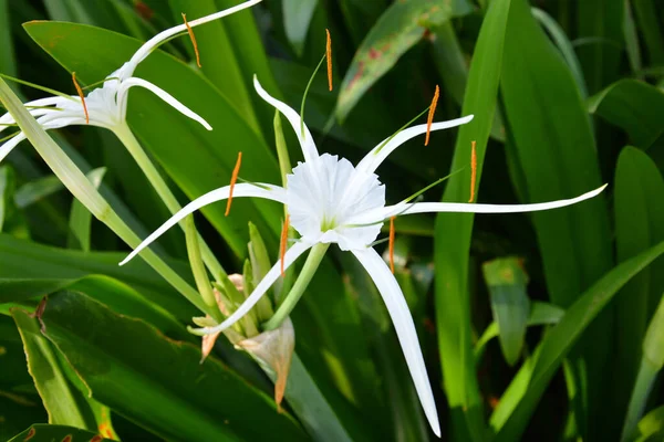 Tiro Foco Seletivo Uma Flor Hymenocallis Littoralis Branco Fundo Verde — Fotografia de Stock