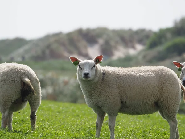 Troupeau Moutons Paissant Dans Prairie Ameland Aux Pays Bas — Photo
