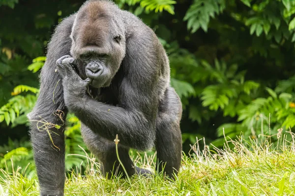 Gran Gorila Peludo Negro Campo Hierba Zoológico — Foto de Stock