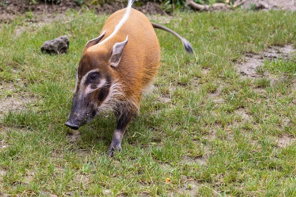 Een Grote Rode Rivier Varken Het Grasveld Dierentuin — Stockfoto