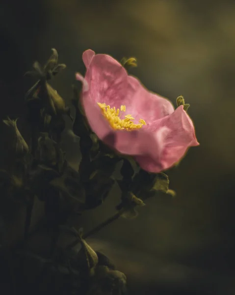 Крупним Планом Рожева Квітка Розмитим Тлом — стокове фото