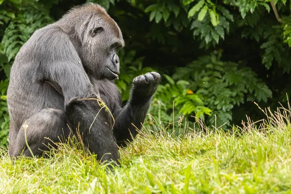 Black Furry Big Gorilla Grassy Field Zoo — Stock Photo, Image