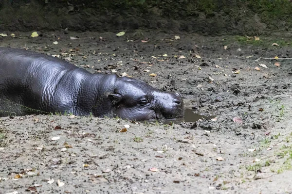 泥だらけの地面に大きなカバが横たわっていた — ストック写真