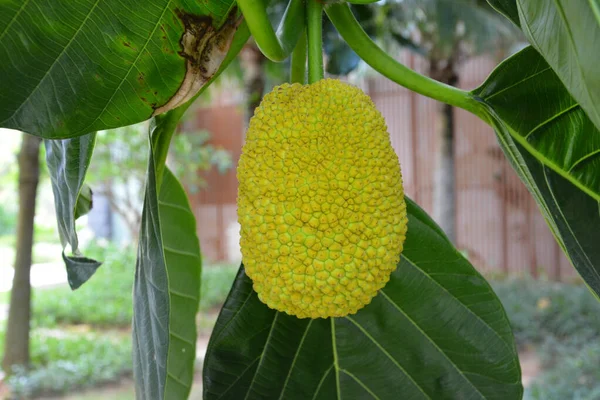 Närbild Skott Stor Naturlig Utsikt Trädgård För Frukt Och Gröna — Stockfoto