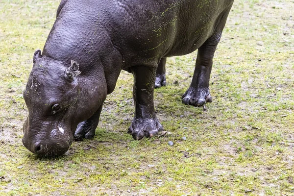 Big Hippopotamus Grazing Grassy Field Zoo — Stock Photo, Image