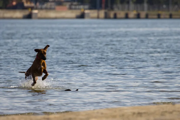 Cute Dog Lake — Stock Photo, Image