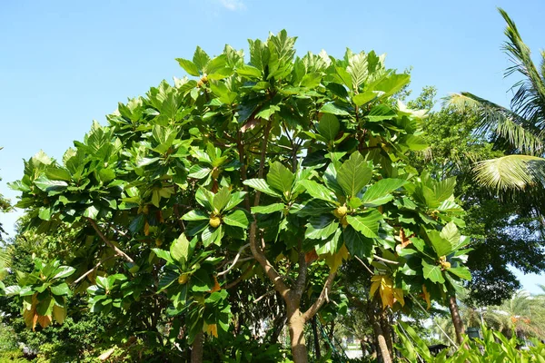 Árvore Artocarpus Incisa Sob Luz Solar — Fotografia de Stock
