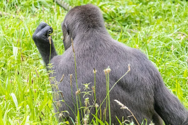 Svart Lurvig Stor Gorilla Gräsplanen Djurparken — Stockfoto