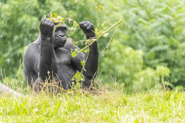 Gorila Grande Peludo Preto Campo Gramado Zoológico — Fotografia de Stock