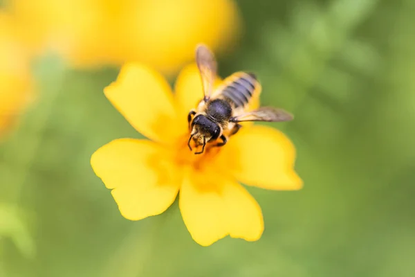 Makró Felvétel Egy Méhről Amint Beporoz Egy Apró Sárga Virágot — Stock Fotó