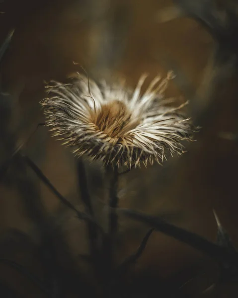 背景がぼやけている白でとげのある花の垂直 マクロショット — ストック写真