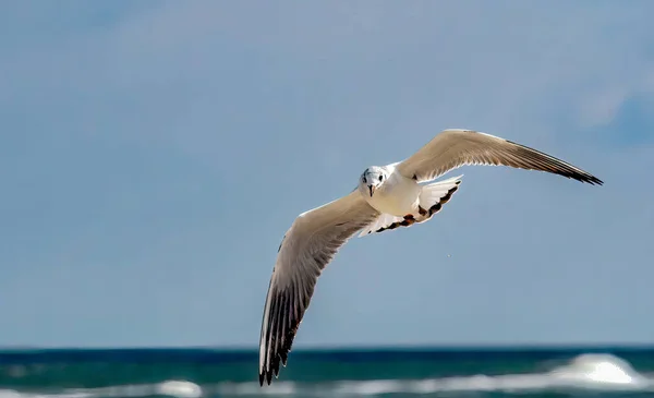 Vacker Mås Flyger Högt Himlen Över Havet Solig Dag — Stockfoto