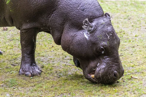Великий Гіпопотамас Випасає Трав Янистому Полі Зоопарку — стокове фото