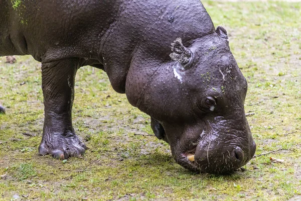 Een Grote Nijlpaard Grazen Het Grasveld Dierentuin — Stockfoto