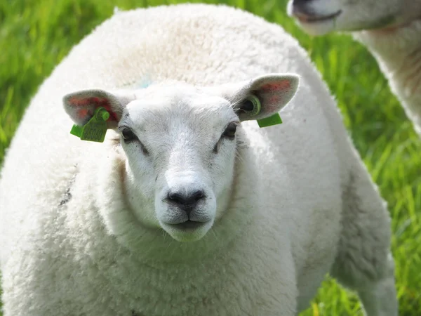 Ameland Hollanda Sığırlarıyla Birlikte Yeşil Çayırlarda Otlayan Beyaz Koyunların Yakın — Stok fotoğraf