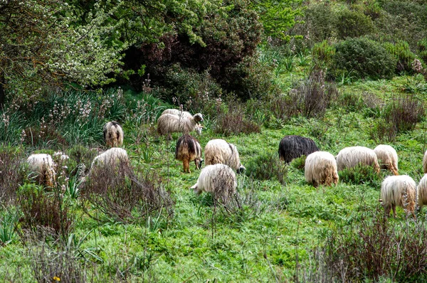 Troupeau Moutons Paissant Herbe Dans Champ — Photo