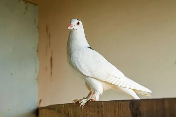 一只美丽的白鸽在一座废弃的房子里 — 图库照片