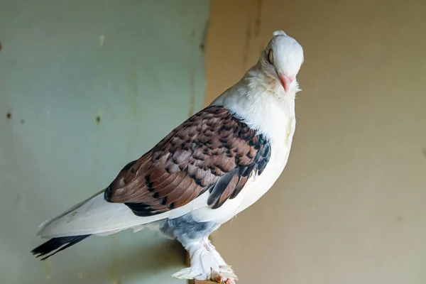 버려진 날개에 얼룩무늬가 아름다운 비둘기 — 스톡 사진