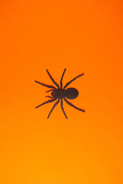 Metallic Wolf Spider Vibrant Orange Background — Stock Photo, Image