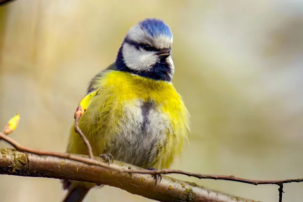 Close Shot Beautiful Eurasian Blue Tit Bird Blue Yellow Plumage — 스톡 사진