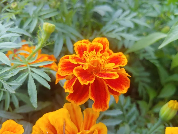 Цвітіння Квітучої Квітки Маріґольд — стокове фото