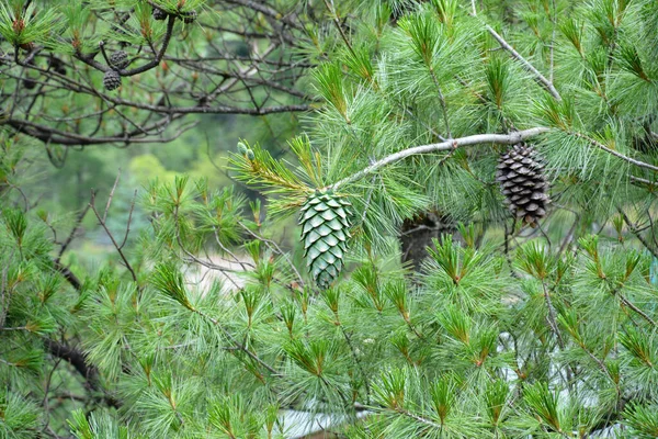 Gros Plan Une Belle Vue Naturelle Dans Parc Pour Les — Photo