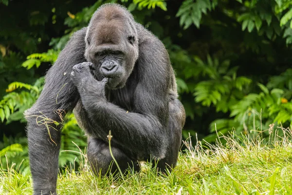Gran Gorila Peludo Negro Campo Hierba Zoológico — Foto de Stock