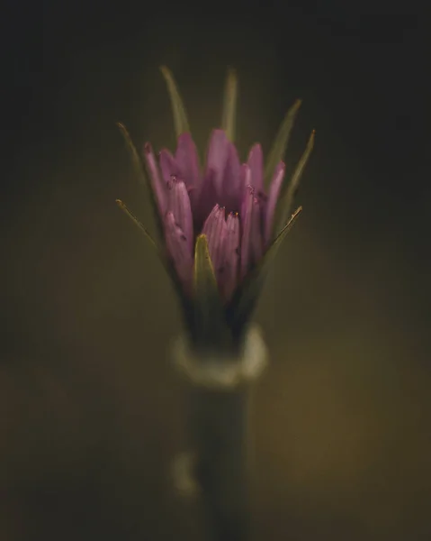 Primer Plano Una Pequeña Flor Púrpura Con Fondo Borroso —  Fotos de Stock