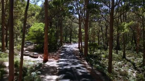 森林的美丽景色 — 图库视频影像