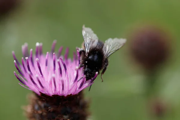 Enfoque Selectivo Bombus Terrestris Abejorro Tierra Grande Polinizando Hermosa Flor —  Fotos de Stock