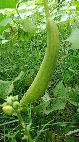 Vertical Shot Loofah Growing Garden Sunny Day — Stock Photo, Image