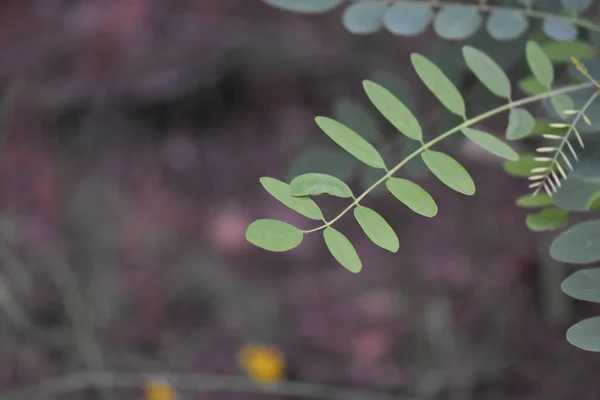 背景模糊的绿叶枝条的风景 — 图库照片