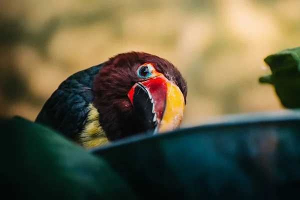 ぼやけている背景に隔離されたかわいい赤いマコーの頭のクローズアップショット — ストック写真