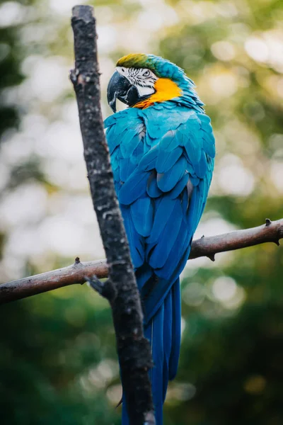 Macaw Azul Amarelo Empoleirado Galho Árvore Com Rosto Irritado — Fotografia de Stock